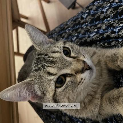 Photo 1/1 Chat retrouvé Perdu à Verze