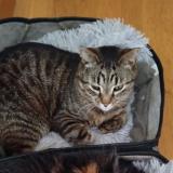 Photo de chat perdu à Vertou