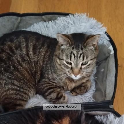 902270 MOKA chat perdu à VERTOU - Chat Perdu France