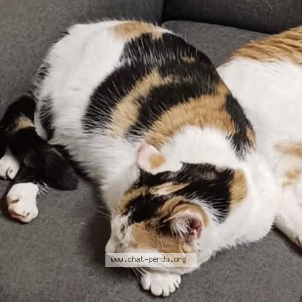 Photo 1/1 Isabelle Chat perdu à Monesties