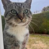 Photo de chat perdu à Plaisir