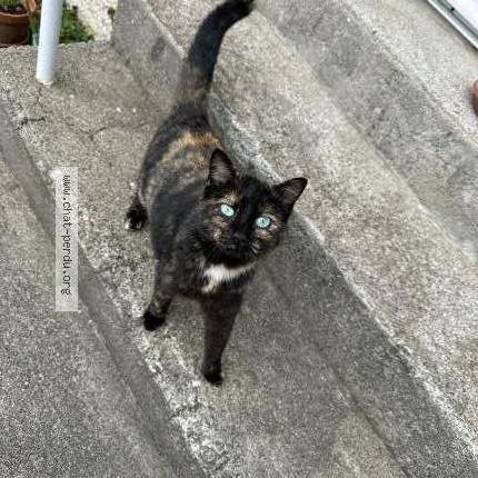 Photo 1/5 Minoune Chat perdu à Jabrun