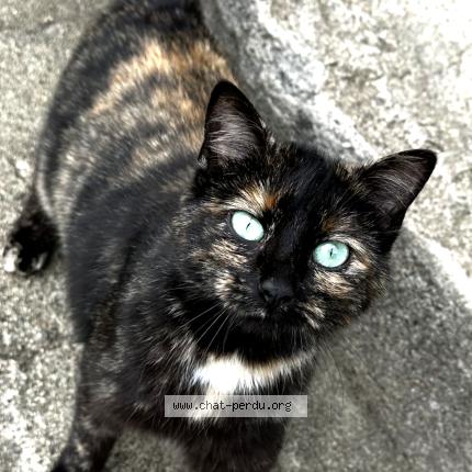 Photo 2/5 Minoune Chat perdu à Jabrun