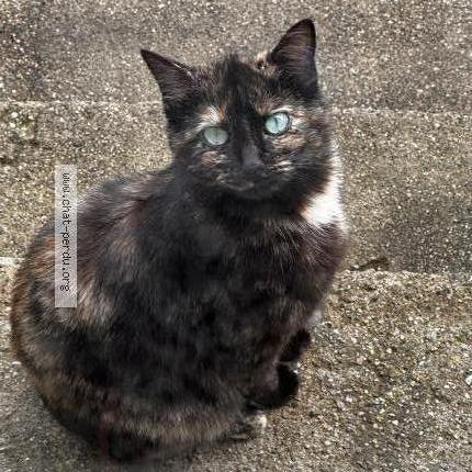 Photo 4/5 Minoune Chat perdu à Jabrun