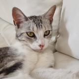 Photo de chat perdu à Saint Quentin