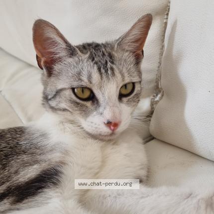 Photo 1/1 Mitaine Chat perdu à Saint quentin