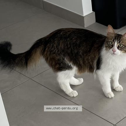 Photo 1/1 Milo Chat perdu à Ceignac