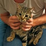 Photo de chat trouvé à Marseille