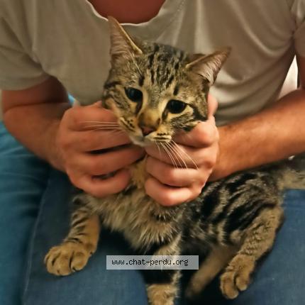 Photo 1/1 Chat trouvé Trouvé à Marseille