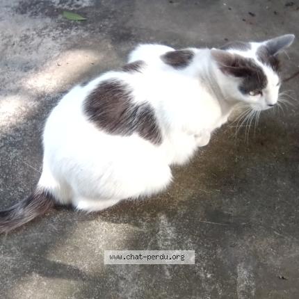 Photo 1/1 poupée Chat perdu à La Baule Escoublac