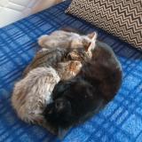 Photo de chat perdu à Limoges