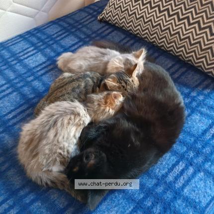 Photo 1/1 Plume Chat perdu à Limoges