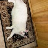 Photo de chat perdu à Caledon