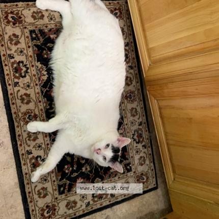 Photo 1/1 Leow Chat perdu à Caledon