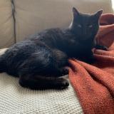 Photo de chat perdu à Montreal