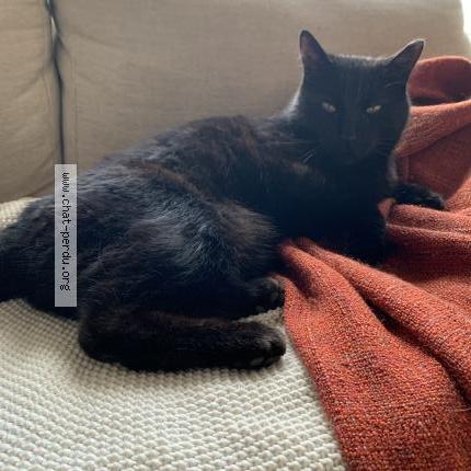 Photo 1/1 Wallace Chat perdu à Montreal