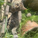 Photo de chat perdu à Montfaucon