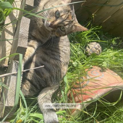 Photo 1/1 STONE Chat perdu à Montfaucon
