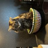 Photo de chat perdu à St Clar De Riviere