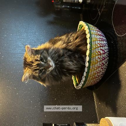 Photo 1/1 Thaïs Chat perdu à St clar de riviere