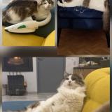 Photo de chat perdu à Ste Livrade Sur Lot