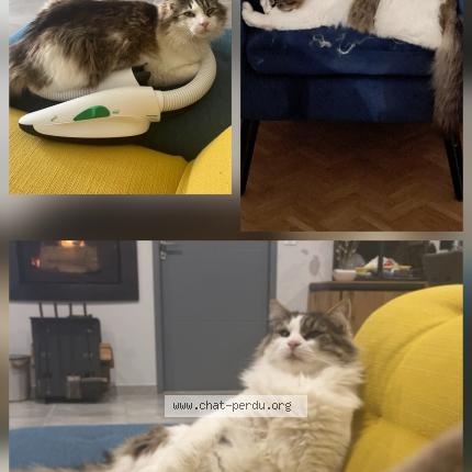 Photo 1/1 Pooki Chat perdu à Ste livrade sur lot