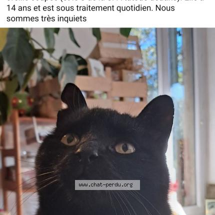 Photo 1/1 Lilith Chat perdu à Marseille