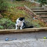 Photo de chat trouvé à Bost