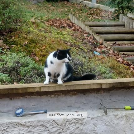 Photo 1/1 Chat retrouvé Trouvé à Bost