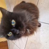 Photo de chat perdu à Perpignan