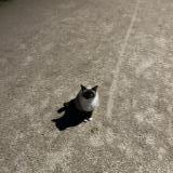 Photo de chat trouvé à Beauzelle