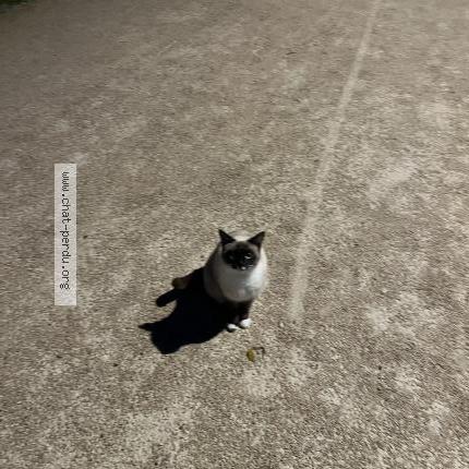 Photo 1/2 Chat trouvé Trouvé à Beauzelle