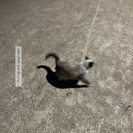 Photo 2/2 Chat trouvé Trouvé à Beauzelle