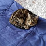 Photo de chat perdu à Roanne