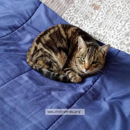 Photo 1/1 P&eacute;pita Chat perdu à Roanne