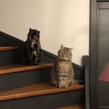 Photo de chat perdu à 57530 Marsilly