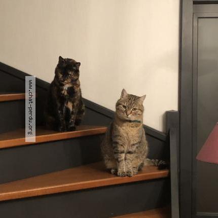 Photo 1/1 Chat retrouvé Perdu à 57530 marsilly