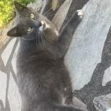 Photo de chat perdu à Boutigny Sur Essonne