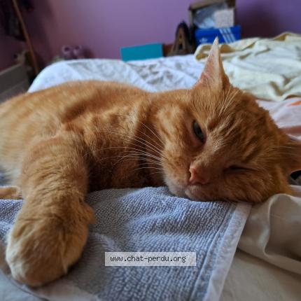 Photo 1/1 Chat retrouvé Perdu à Malicorne