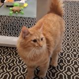 Photo de chat perdu à Clermont Ferrand