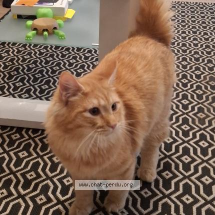 Photo 1/1 Ponyo Chat perdu à Clermont ferrand