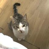 Photo de chat perdu à Taize Aizie