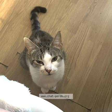 Photo 1/1 India Chat perdu à Taize aizie