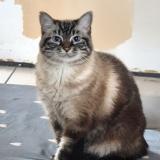 Photo de chat perdu à Nantes