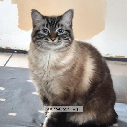Photo 1/1 Chat retrouvé Perdu à Nantes