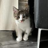 Photo de chat perdu à Taize Aizie