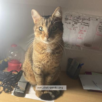 Photo 1/2 Looping Chat perdu à Bihorel