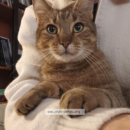 Photo 2/2 Looping Chat perdu à Bihorel