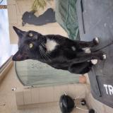 Photo de chat perdu à Las Vegas