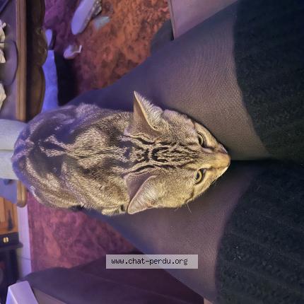 Photo 1/1 Chat retrouvé Perdu à Les baux ste croix